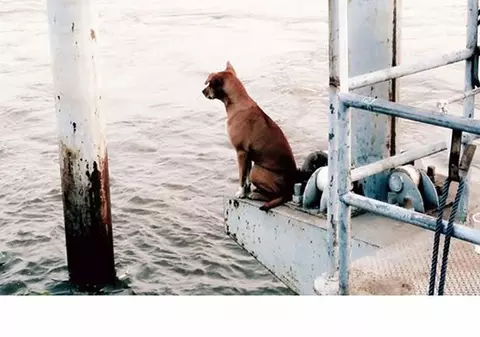 Un câine și-a așteptat stăpânii în același loc timp de o lună