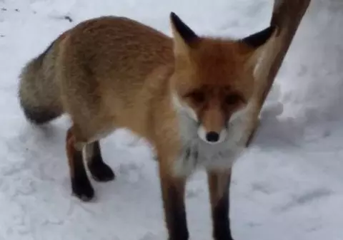 Momente de afecţiune între un urs şi o vulpe! Imaginile au fost surprinse în România!