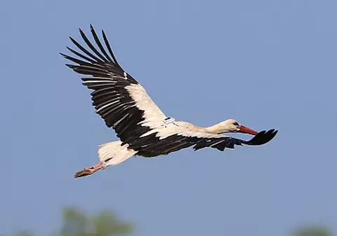 E clar, vine primăvara! Prima barză a plecat deja din Africa spre România