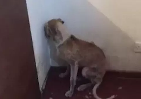 Imagini şocante cu un căţel traumatizat. A fost atât de bătut, încât are o reacţie incredibilă când e strigat de veterinar | VIDEO