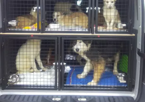 Maidanezii din Brașov, imigranți în Germania