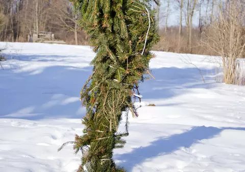 Cum îți protejezi pomii împotriva rozătoarelor