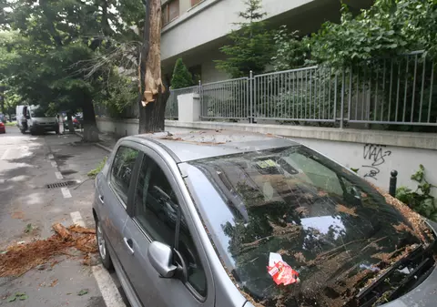 A căzut copacul pe maşină? Va plăti asiguratorul!