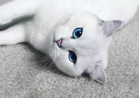 Cel mai frumos motan din lume! Te va cuceri instant! FOTO