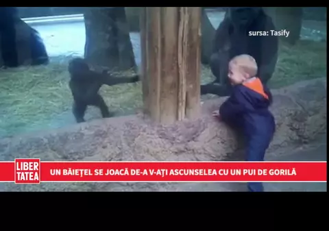 Un băiețel se joacă de-a v-ați ascunselea cu un pui de gorilă | VIDEO