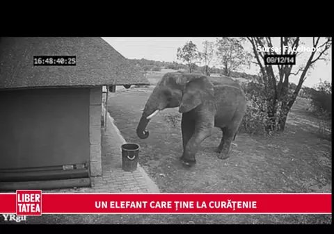 Un elefant care ține la mediul înconjurător | VIDEO