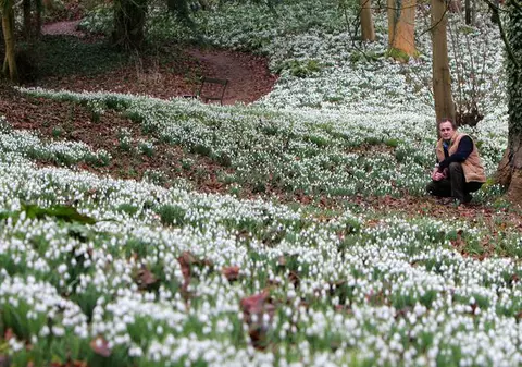 S-a deschis sezonul la jaf din rezervație! Ghiocei protejați, vânduți la marginea drumului