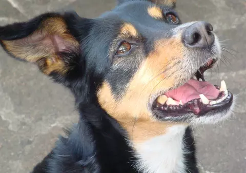 O fostă tenismenă a adoptat un cățel din România, iar viața i s-a schimbat radical