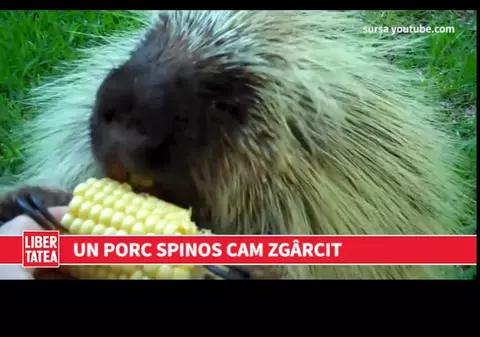 Un porc spinos nu vrea să-și împartă cu nimeni mâncarea | VIDEO
