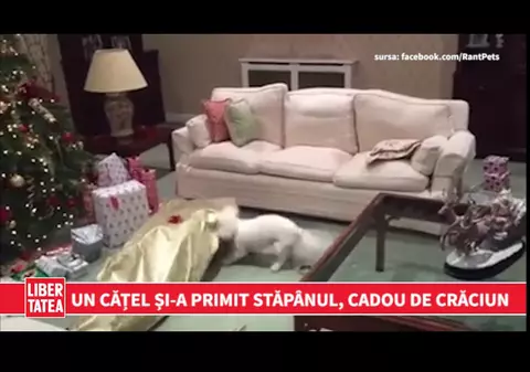 UN CĂȚEL ȘI-A PRIMIT STĂPÂNUL CADOU DE CRĂCIUN | VIDEO