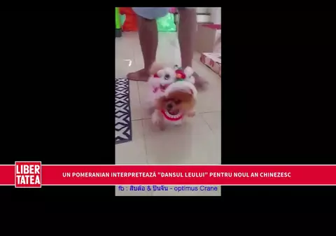 ADORABIL! Un câine pomeranian repetă “dansul leului” pentru Anul Nou Chinezesc | VIDEO