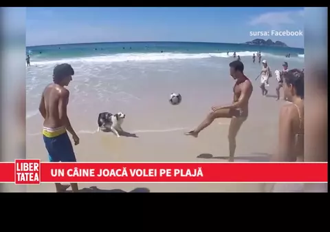 SUPER TARE! Un câine joacă volei pe plajă | VIDEO
