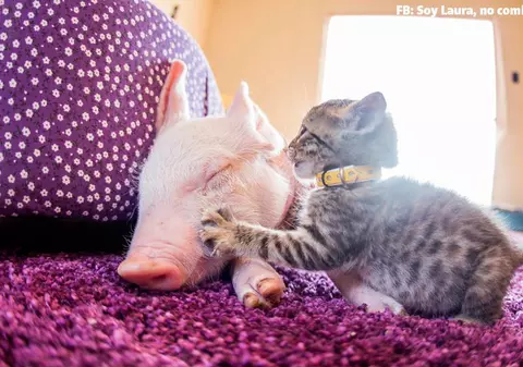Cele mai emoționante poze! Prietenia inedită între un porcușor și o pisică!