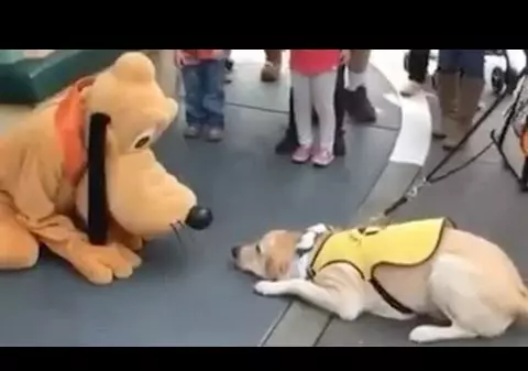 Aww! Cum reacționează un cățel când se întâlnește cu PLUTO din desenele animate