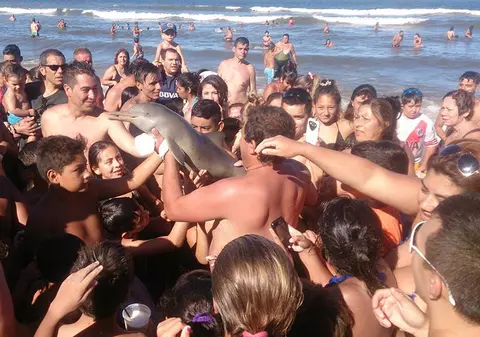 Un pui de delfin A MURIT pentru ca zeci de oameni să facă un selfie