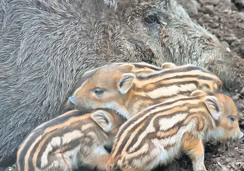 O scroafă din Gorj a fătat șase mistreţi! Cum a fost posibil!