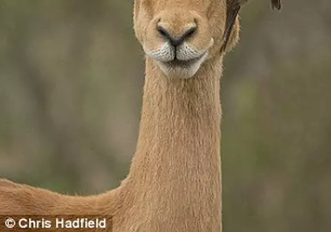 Ajutor suprinzător primit de o antilopă de la o pasăre | VIRAL