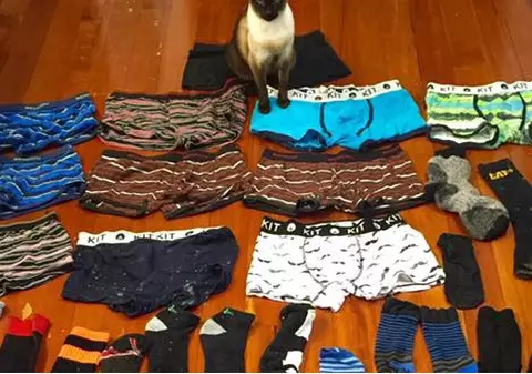 Pisica-infractoare. O felină fură chiloții și șosetele bărbaților din cartier