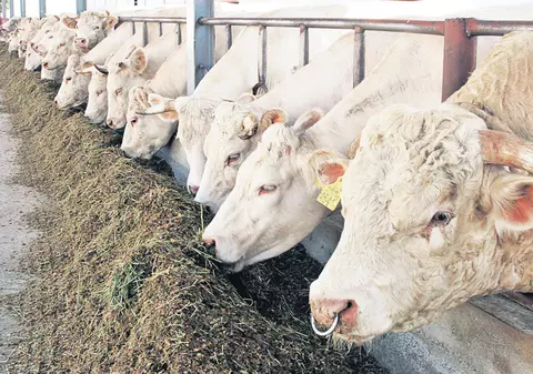 Parlamentul Europei a decis: Animalele trebuie să o lase mai uşor cu antibioticele