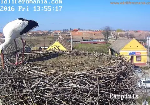 Prima barză care are montată o cameră video a ajuns în România