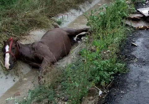 PREMIERĂ - Prima șpagă dată de un român pentru a scăpa de o condamnare pentru o infracțiune comisă asupra unui animal