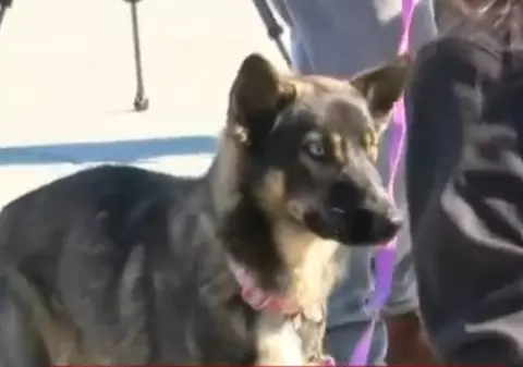 Emoționant! Cățel regăsit după o lună. Animalul a dispărut dintr-o barcă de pescuit