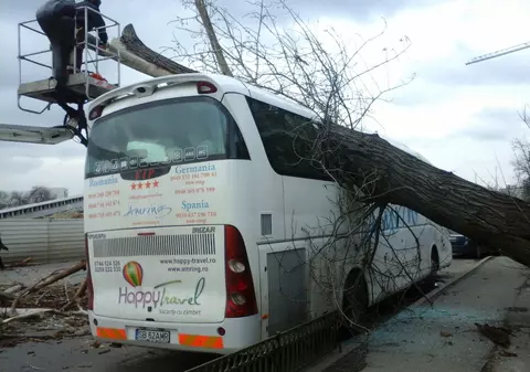 Un copac doborât de vânt a făcut praf un autocar / FOTO