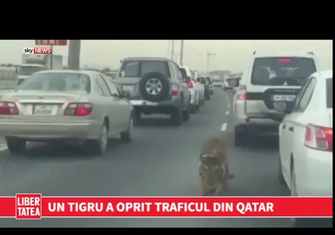 ATENȚIE! Tigru în trafic | VIDEO