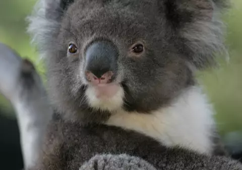 Un urs koala oprește un biciclist ca să-i ceară apă... Și nu e banc | FOTO