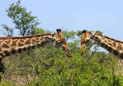 Cum reacționează un copil la ritualul de împerechere al unor girafe | VIDEO