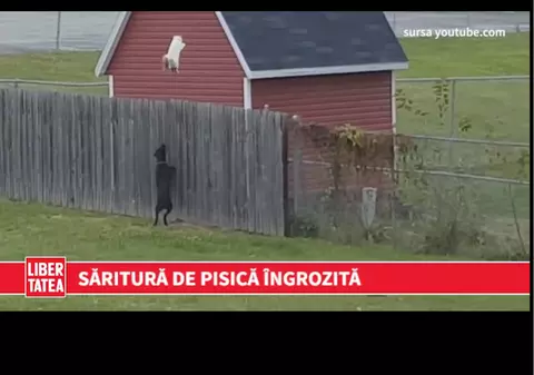 Cât de sus poate sări o pisică atunci când e fugărită de câini? Atât de sus! | VIDEO