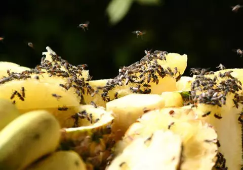 Revelație în laboratoarele cercetătorilor! Vor să descopere elixirul tinereții cu ajutorul musculițelor de oțet