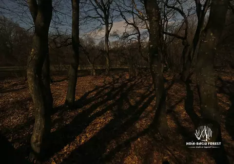 Romsilva cumpără teren pentru împădurit