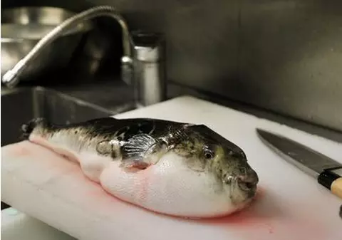 O întreagă familie a paralizat după ce a mâncat peşte fugu!