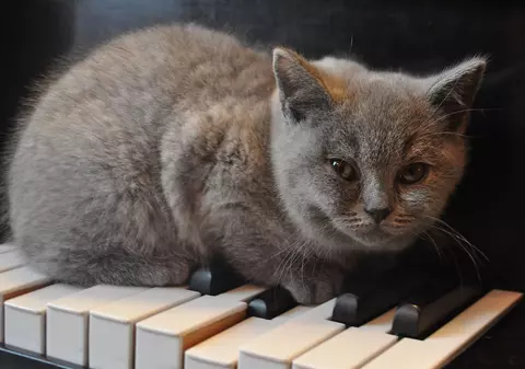 Studiu: Ce muzică vor pisicile să asculte