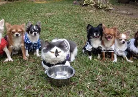 Cele mai frumoase imagini! O pisică este liderul unei haite de cățeluși!FOTO+VIDEO