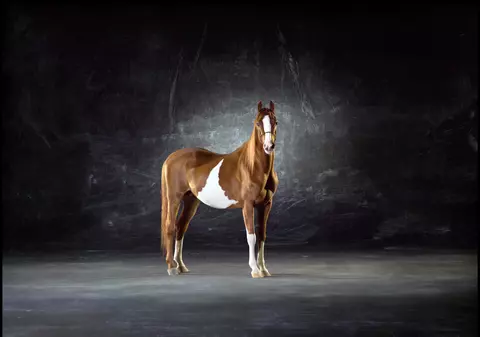 Șamponul pentru cabaline, în topul produselor preferate de românce