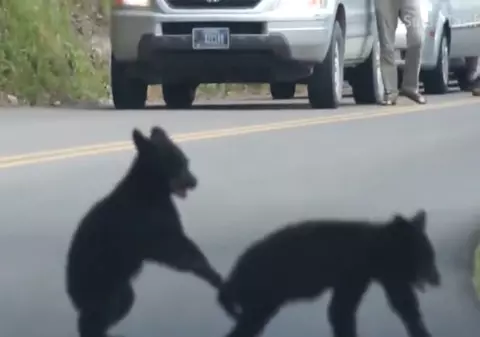 Adorabili! S-au oprit cu mașina fix în toiul unei hârjoneli între ursuleți|VIDEO