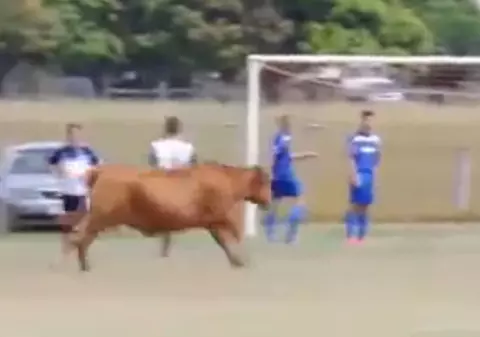Ireal. Un taur a gonit fotbaliștii de pe teren! Meciul nu s-a jucat în România! / VIDEO