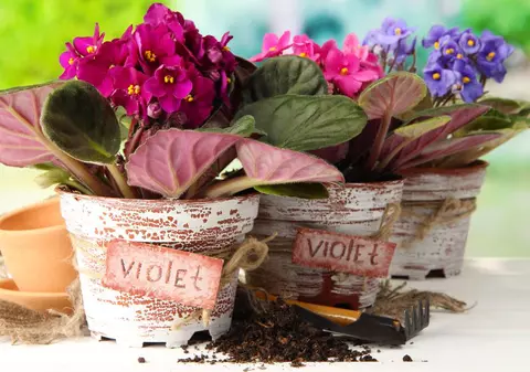 Cum să îngrijești corect violetele la ghiveci