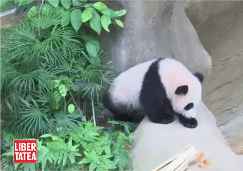 Faceți cunoștință cu Nuan-Nuan, noua vedetă panda / VIDEO