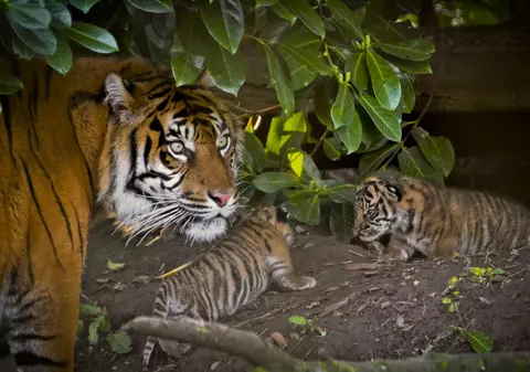 Vești bune pentru Terra! Numărul tigrilor din sălbăticie este în creștere, pentru prima dată în ultimele decenii