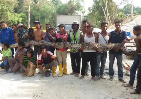 Piton uriaş, capturat în Malaezia. Este cel mai lung prins vreodată