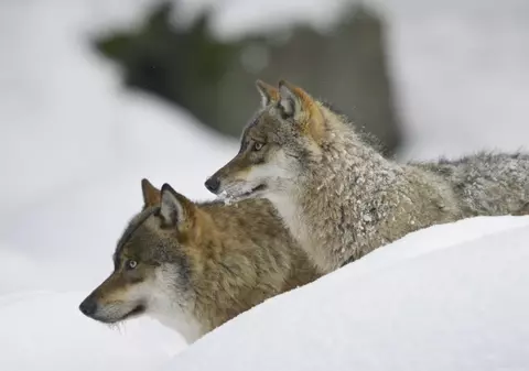 Un tânăr din Dragoslavele a solicitat ajutor la 112 din vârful unui copac, după ce a fost încolțit de o haită de lupi