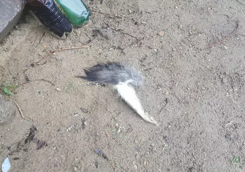 A tăiat coadă câinilor cu un topor! GALERIE FOTO ŞOCANTĂ