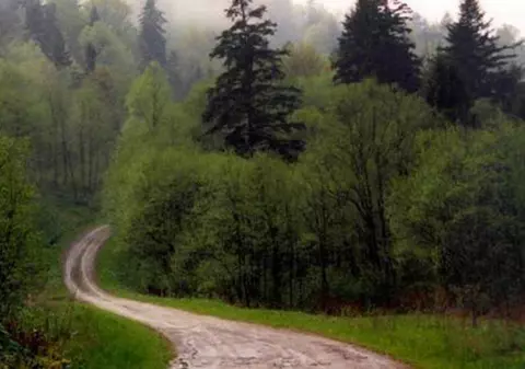 EXCLUSIV / Tăiem câte o mică pădure în fiecare zi pentru a o exporta. Lemnul brut ajunge în țări ca Liban, Turcia, Irak sau SUA