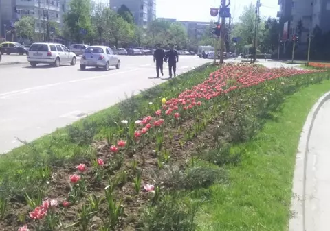 Poliţiştii din Slatina, scoşi în stradă să păzească lalelele şi magnoliile! FOTO