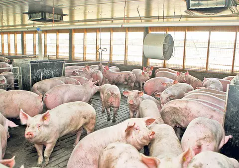 Pericol de pestă porcină africană, în Iași! Focar descoperit în R. Moldova