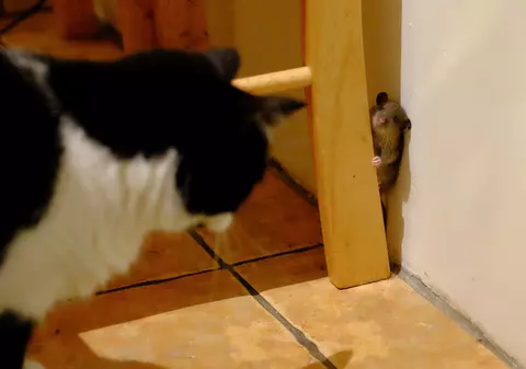 Tom și Jerry există în Anglia! Un șoricel a fost alergat de o pisică două ore, dar a scăpat nevătămat!