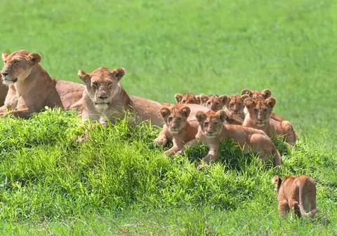 Portret perfect de familie: Cum a fost fotografiată o leoaică, alături de opt pui | FOTO